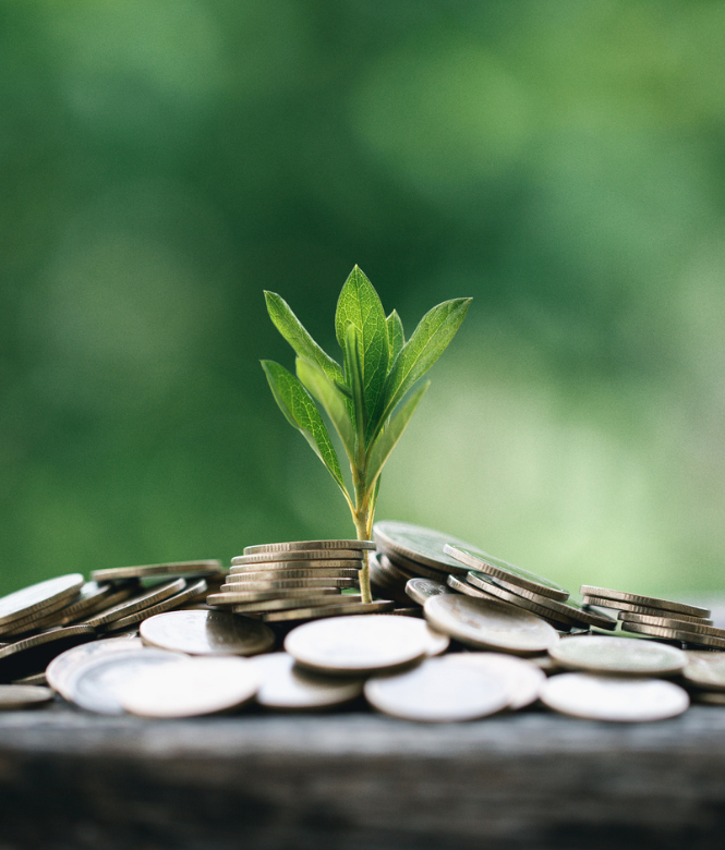 Plant sprouting with quarters around it, symbolizing financial growth.